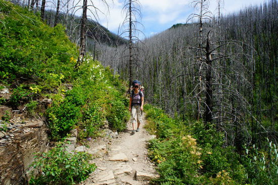 wo ist der Grizzly???