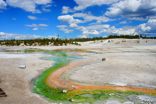 ein grüner Fluß durch das Norris Geysir Basin und überall Bärenspuren