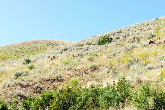 Hirschkühe mit Kalb