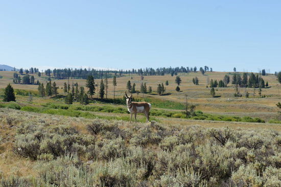 Pronghorn