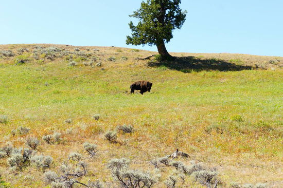 ein stattlicher Bisonbulle