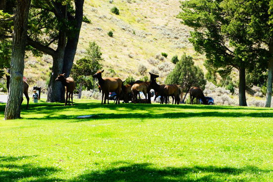 Hirschkühe mitten in Mammoth (die heißen auf englisch Elks)