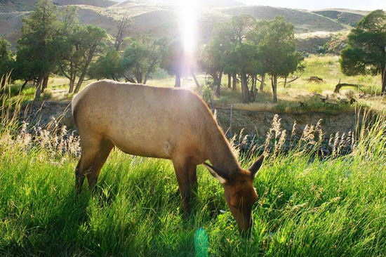 direkt an der Straße stehen sie und halten den Verkehr auf