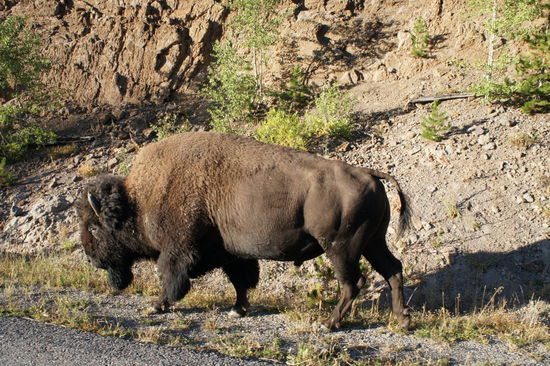 bei der Rückfahrt zum Campground vorbei an Bisons