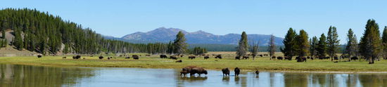 Bisonherde im Heyden Valley