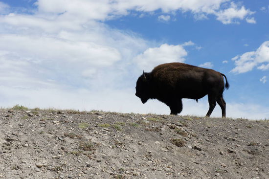 sind schon imposante Tiere