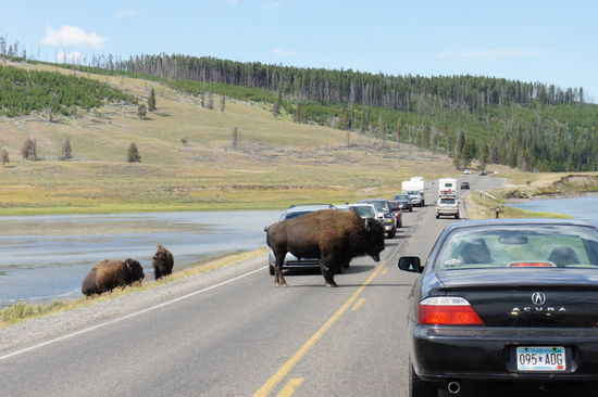 und trotzdem ganz zutraulich