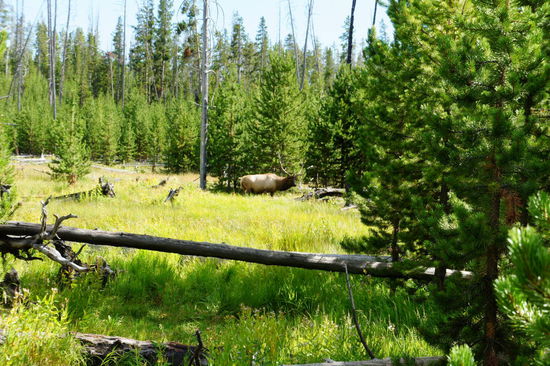 auf der Rückfahrt an einem kapitalen Hirsch vorbei
