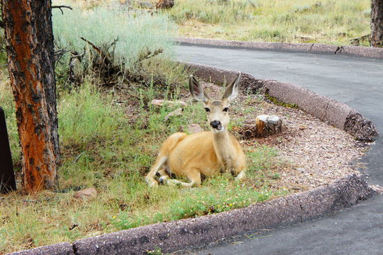 nette Begrüßung an unserem Stellplatz