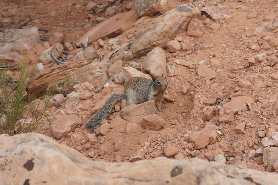 unterwegs haben wir niedliches Getier gesehen - sonst gibts hier nur Eidechsen