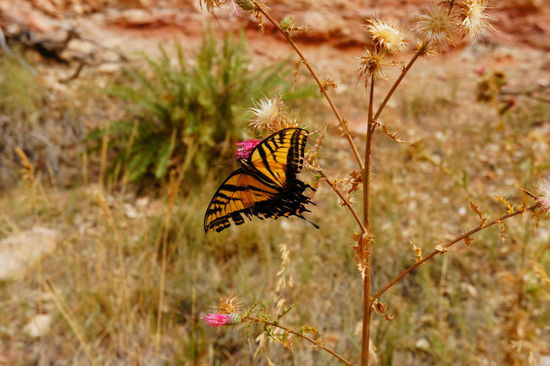 wunderschöner Schmetterling am South Kaibab Trail