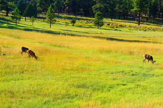 abends gab wieder mal Wildsichtungen neben dem Campground