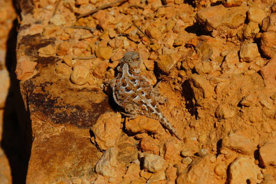 gehörnte Eidechse