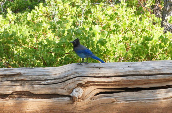 schöner blauer Vogel