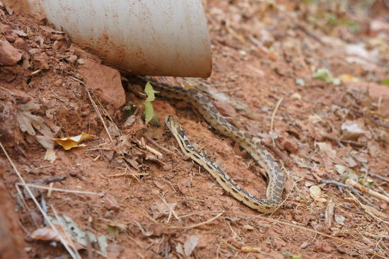 eine Schlange am Wegesrand