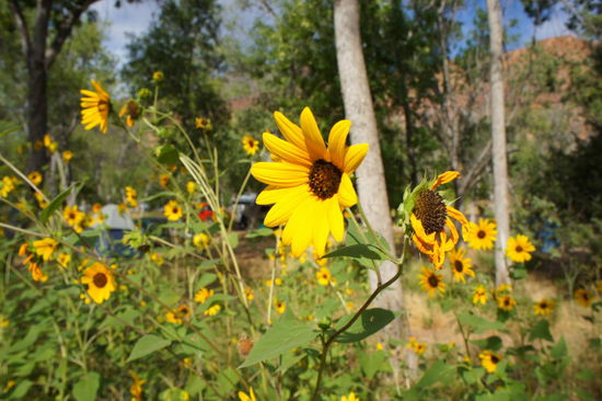Nachmittagssonne am Zelt