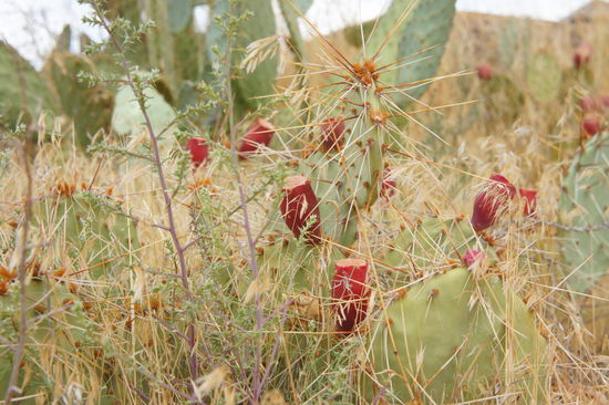 auf dem Weg durch die Wüste (Kakteen mit tollen Früchten)