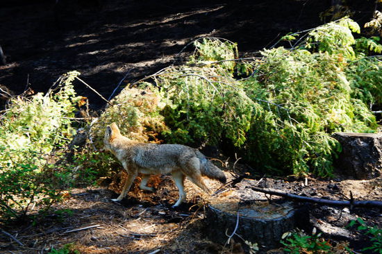 unterwegs haben wir noch Kojoten oder Wölfe gesehen