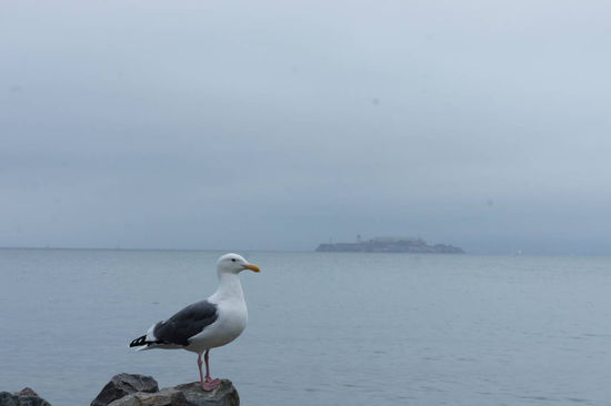 Alcatraz im Nebel