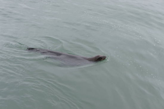 gefräßige Seelöwen