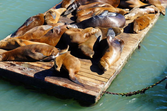 im Hafen wo die Seelöwen schlafen 