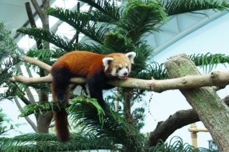 roter Panda