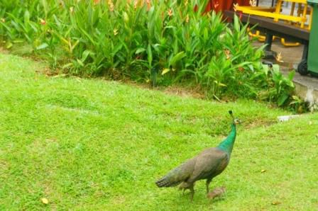 ein Pfau mit seinen Jungen