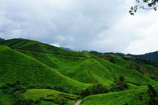 die sanften Hügel der Highlands komplett mit Teesträuchern bedeckt
