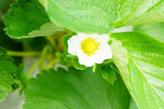 auf der Erdbeerplantage