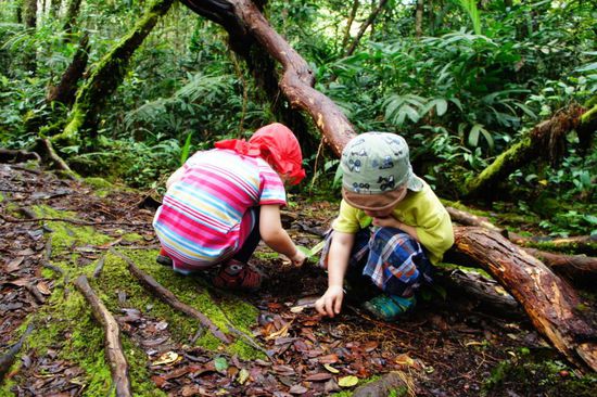 ein Vogelnest für einen Affen