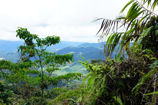 Blick fast vom Gipfel ins nächste Tal mit Teeplantagen