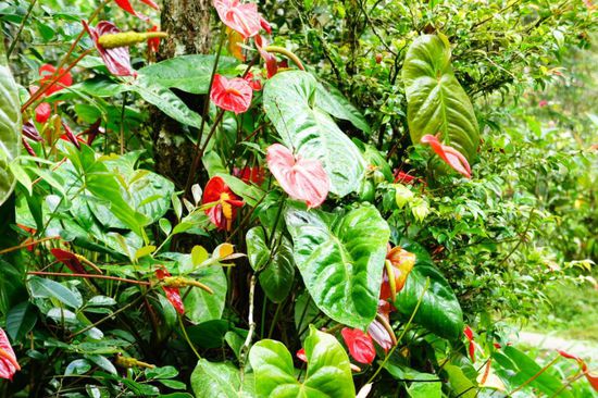 Tans Camellia Garden