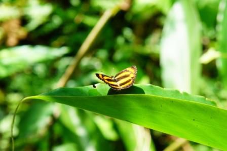 ein schöner Schmetterling (die meisten blieben nicht so ruhig sitzen)