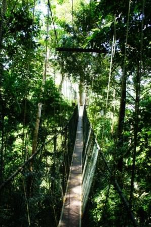 Canopy Skywalk