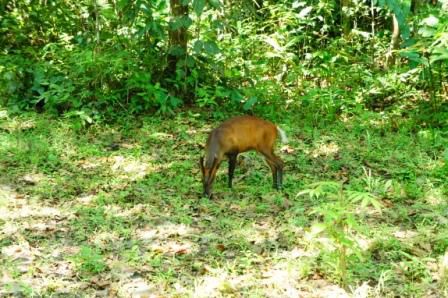 und Rehe auf dem Hotelgelände vom Mutiara Resort, der Eingang zum Park, hier gibt es auch Wildschweine und Tapire