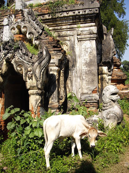 in Myanmar sind die Kühe zwar nicht heilig, sie mögen Tempel aber trotzdem
