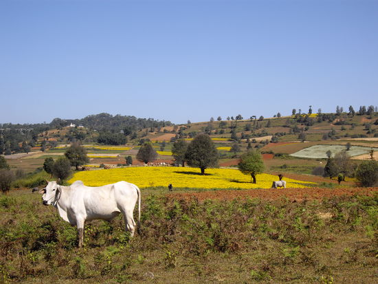 die obligatorische Kuh...