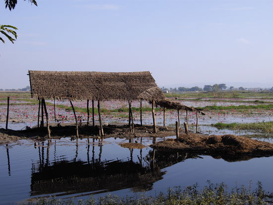 die rosa Punkte im Hintergrund sind alles Seerosen!