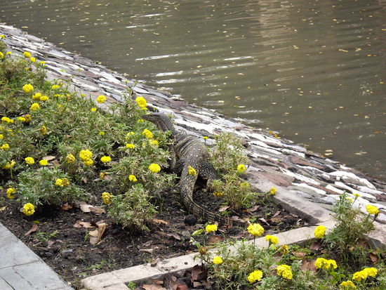 diese Viecherln laufen so einfach neben den Gehwegen rum - da kann man schon mal einen Schreck kriegen...