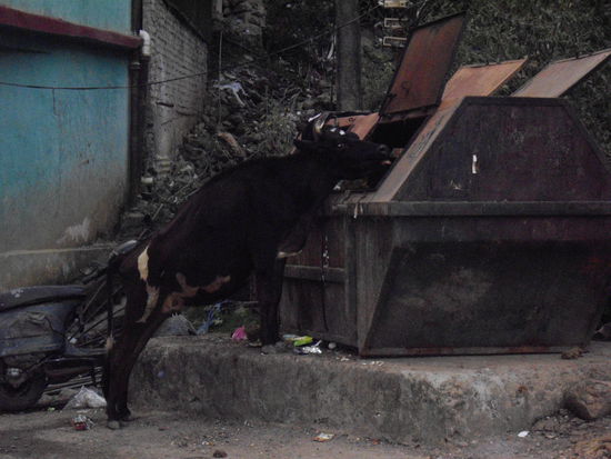 Kühe überall, auch im Mistkübel