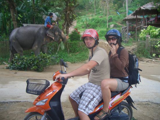 Achtung Elephant kreuzt die Strasse