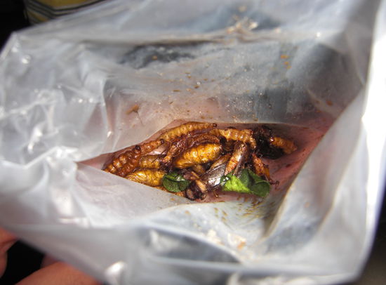 Ne kleine Maden und Heuschrecken Mahlzeit gefaellig?