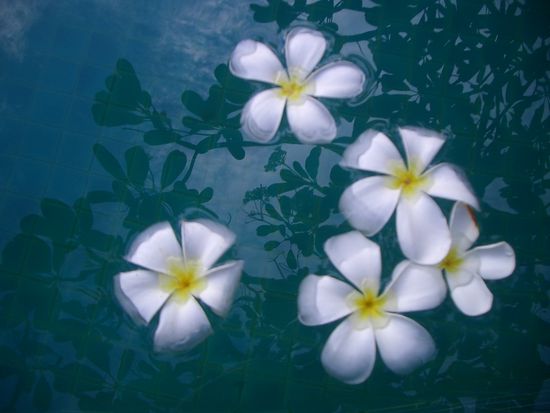 unser Pool auf Ko Phangan