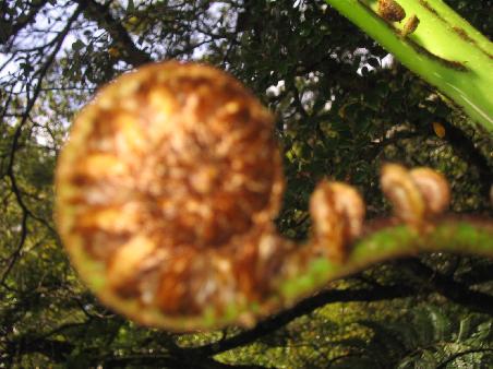 Native Farn (kein so schoenes Exemplar)