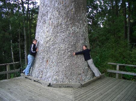 Kauribaum (900 Jahre alt)