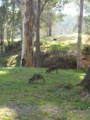 Wallabies in den Blue Mountains