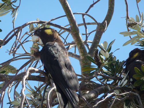 schwarzer Kakadu