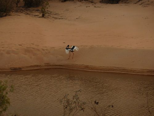Schwarznackenstorch am Durackfluss