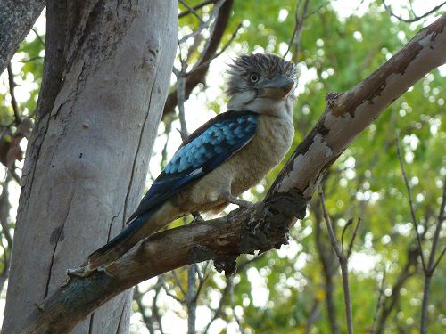 Der King Fisher