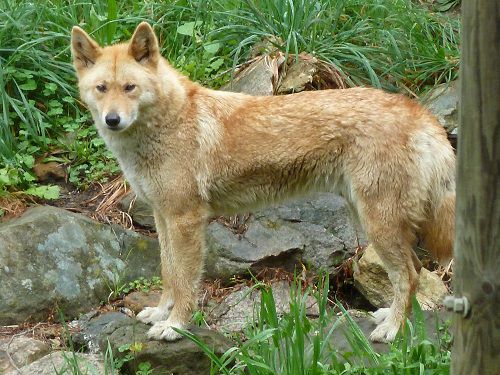 Dingo